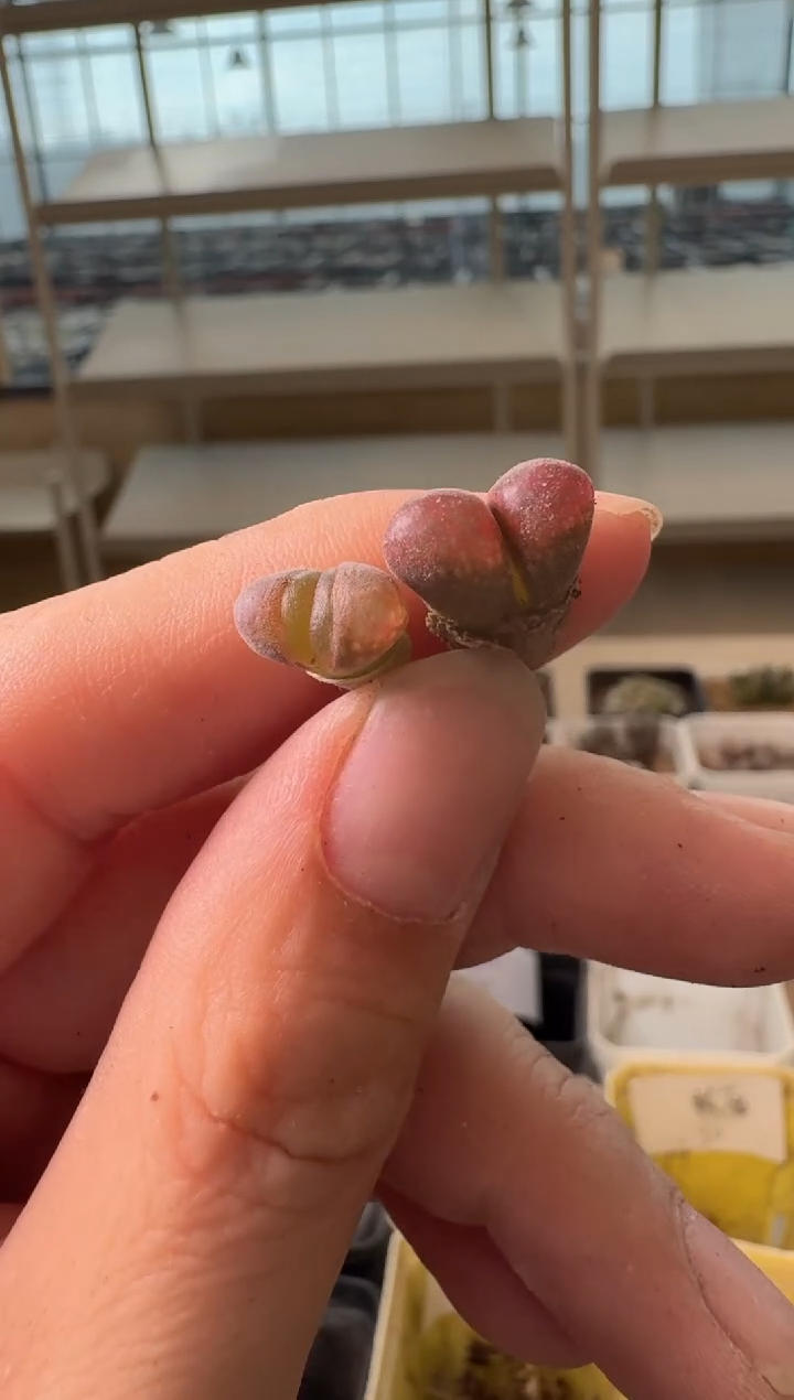 24-170多肉植物肉锥