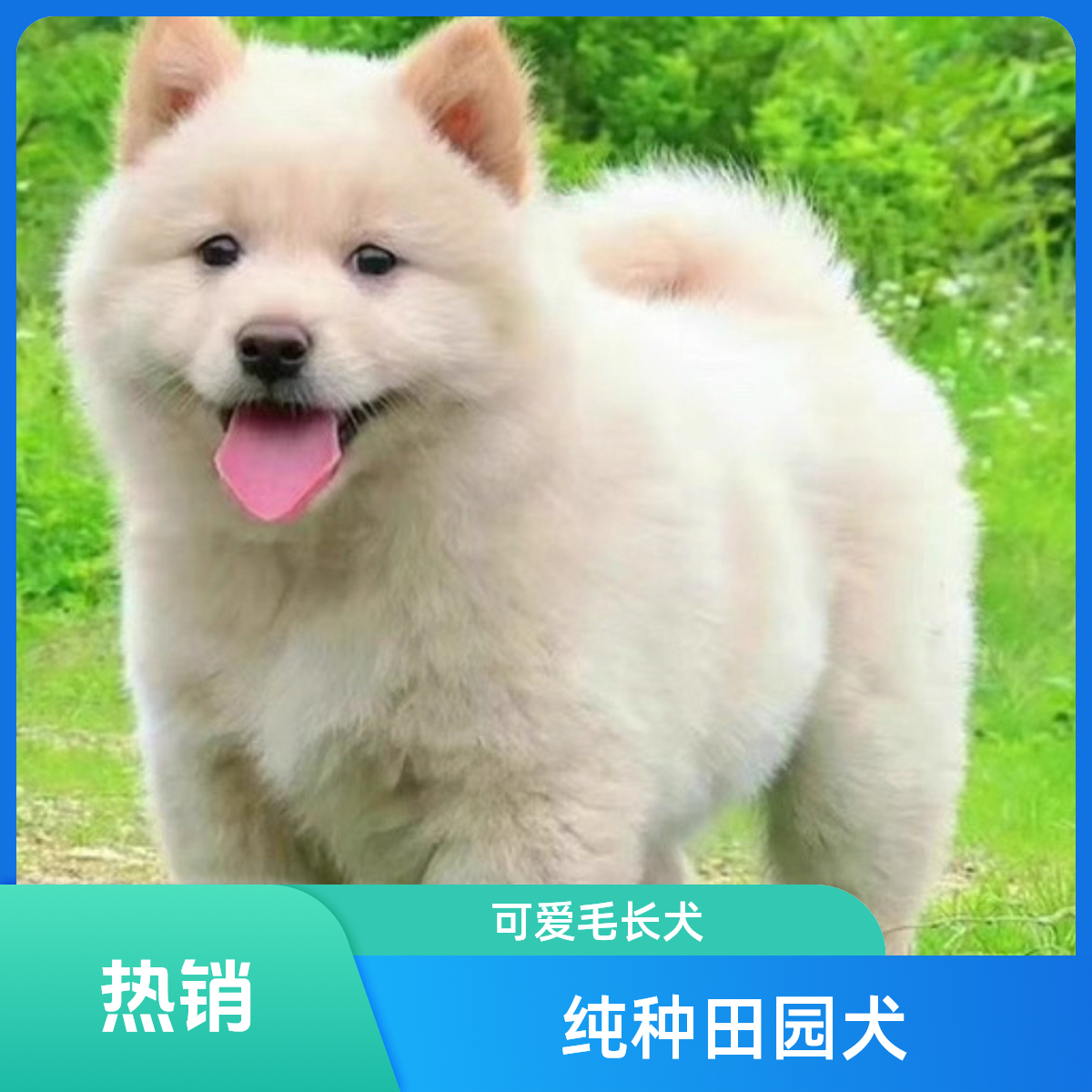 中华田园犬白土松犬可爱宠物狗
