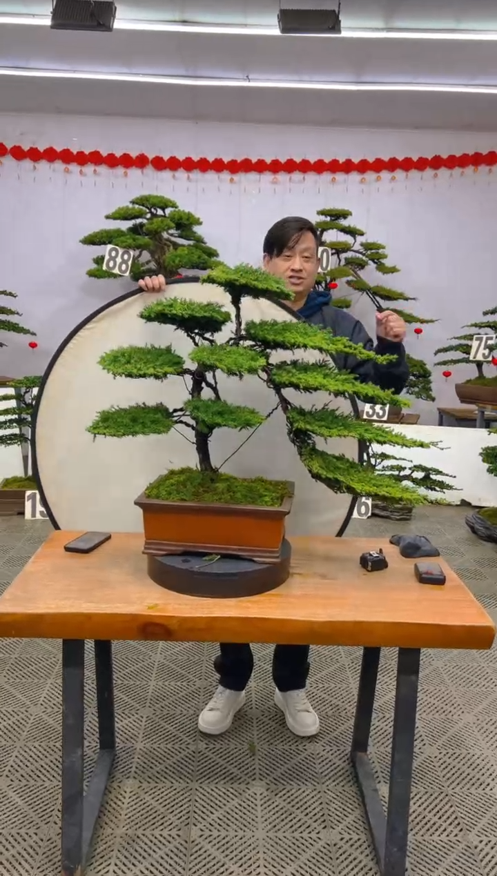 【闪购商品】盆景盆景