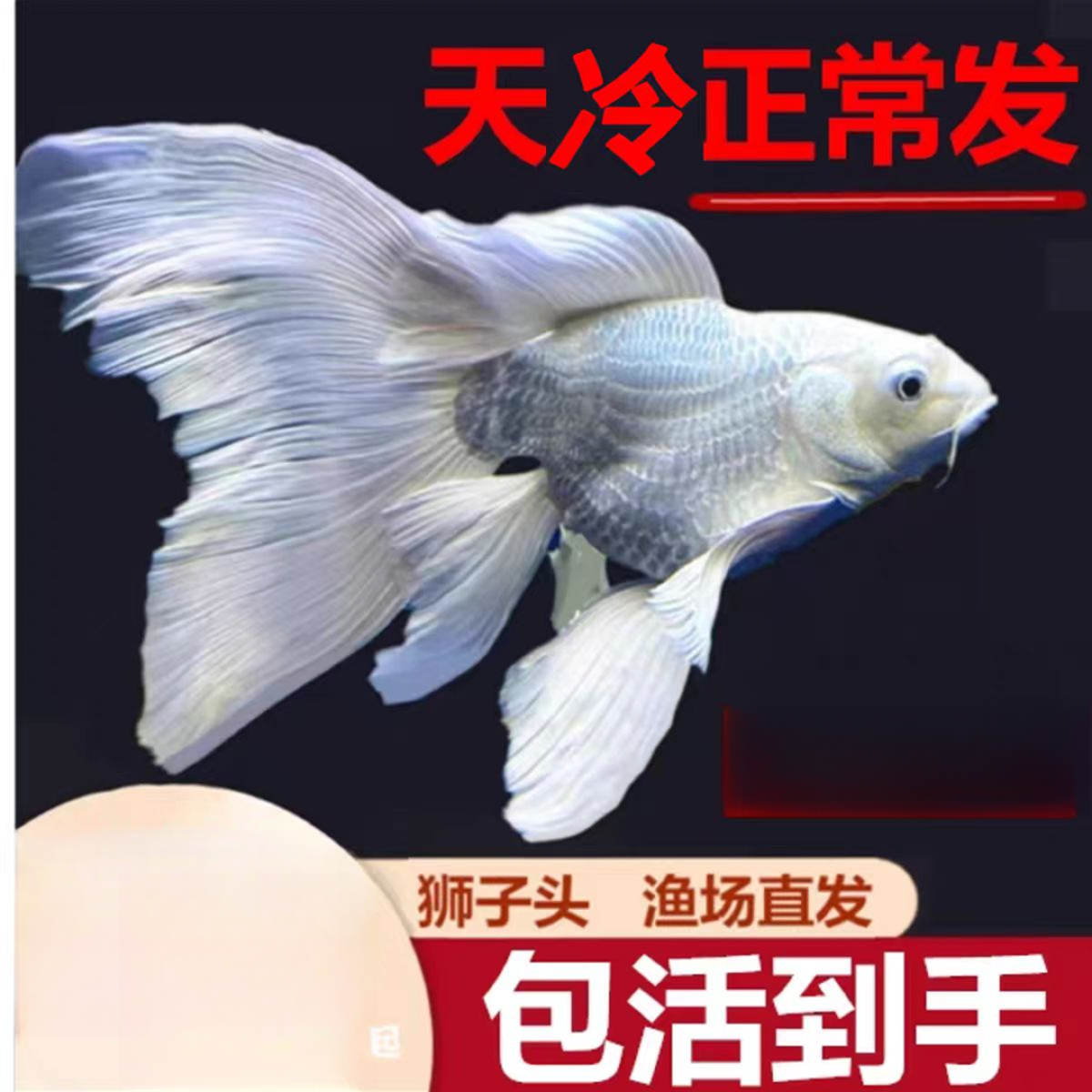 蝴蝶鲤鱼11-13  精品包活到家好养蝴蝶鲤观赏鱼