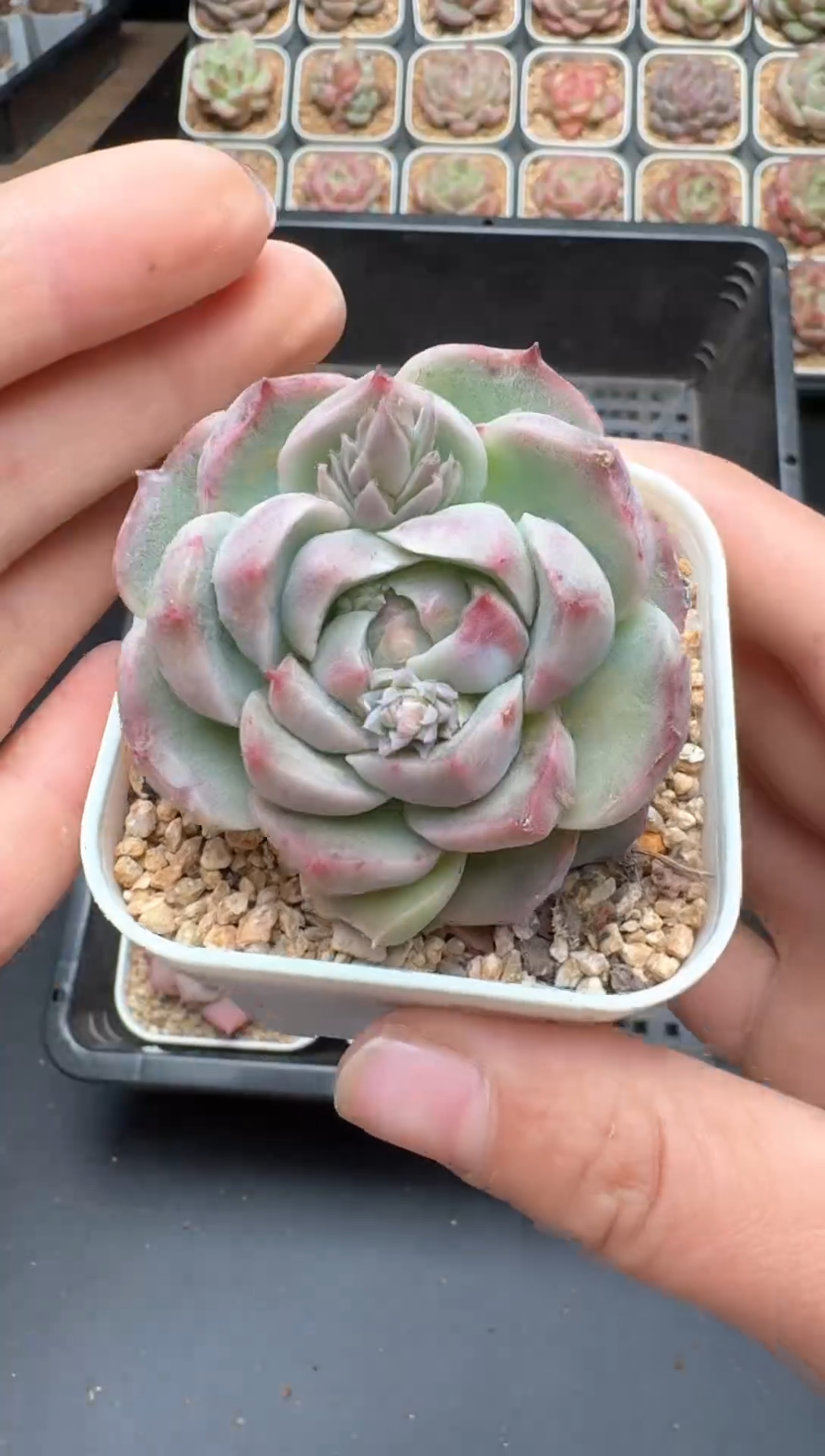 【闪购商品】309号一物一拍珍妮多肉花卉植物3颗起发