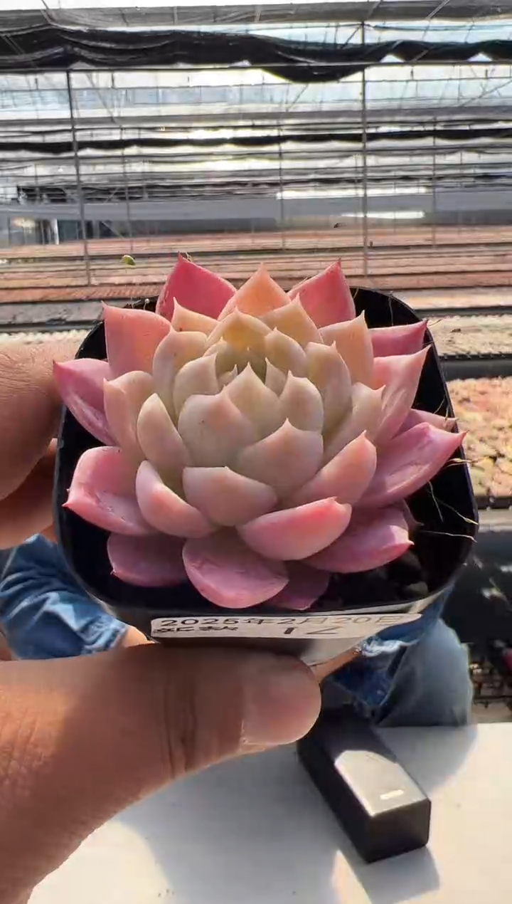 【闪购商品】新款多肉-12