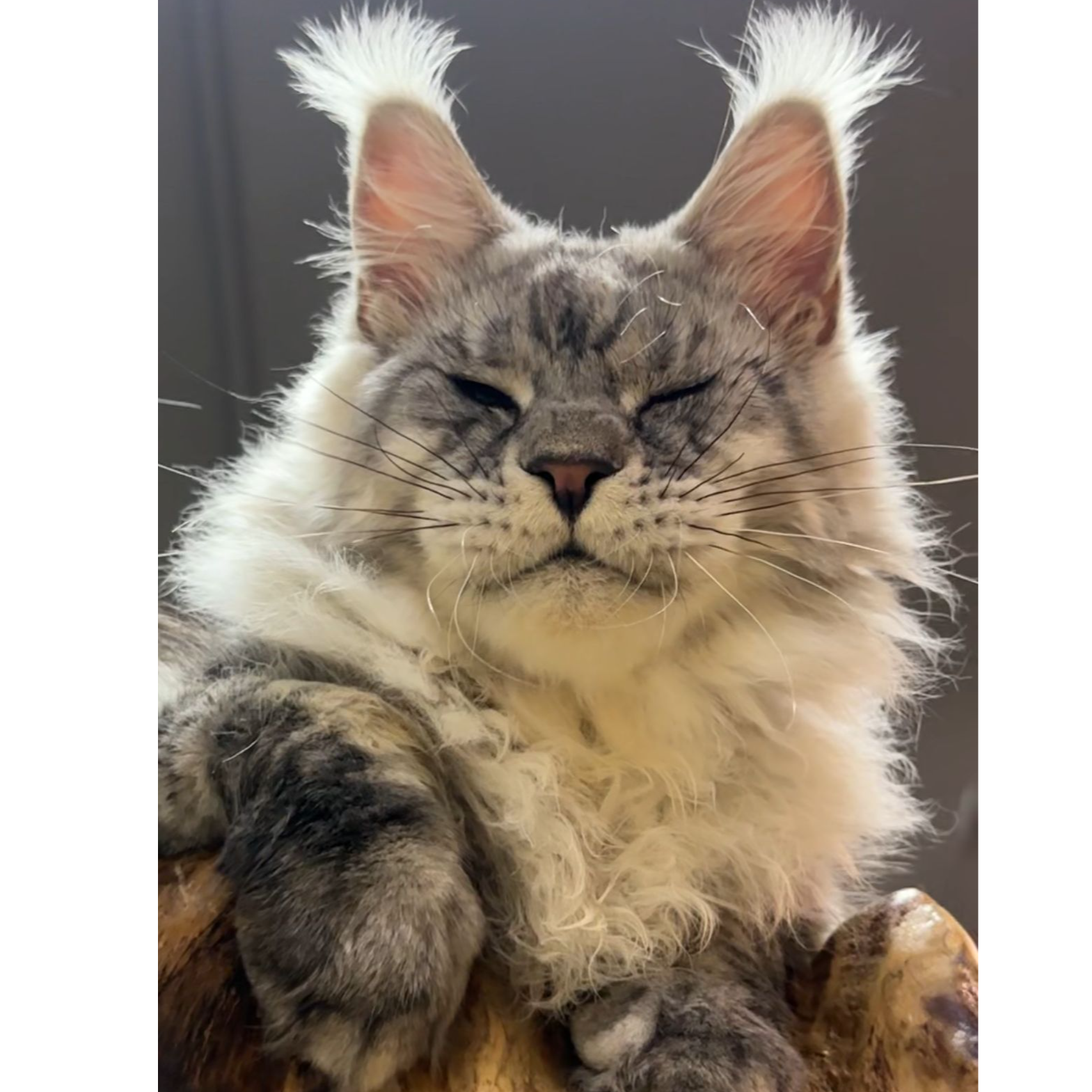 【驺吾缅因猫】国际高端缅因猫活体链接