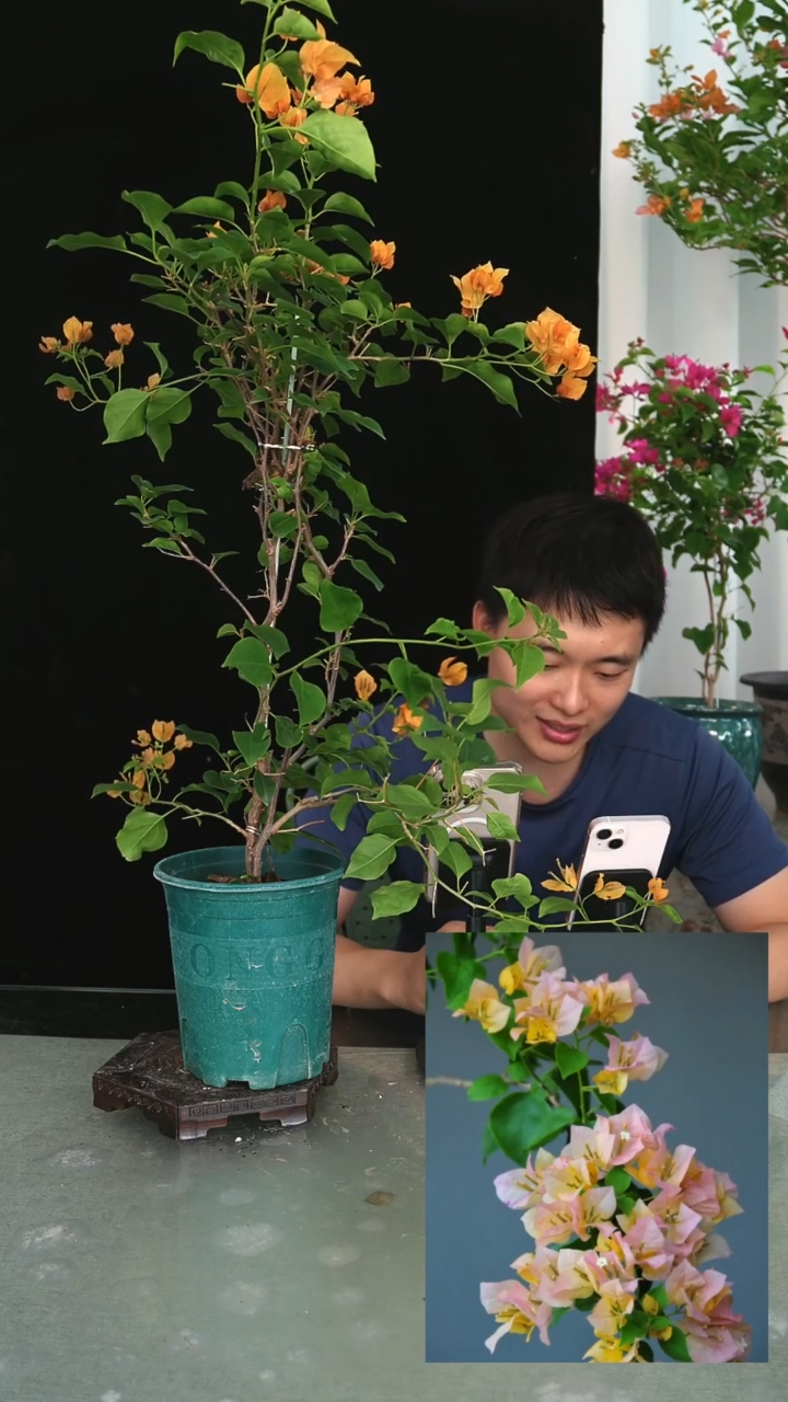 当前无花栽培后可以开花金色光辉带竹一颗