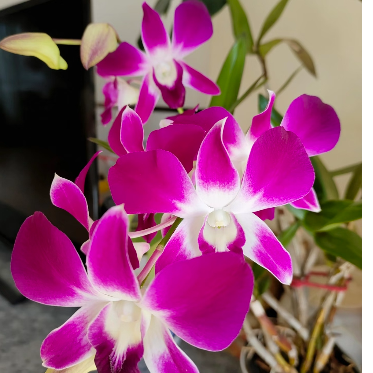 【久久红三亚阳光】热情红色石斛兰花期长提升室内家居办公室环境