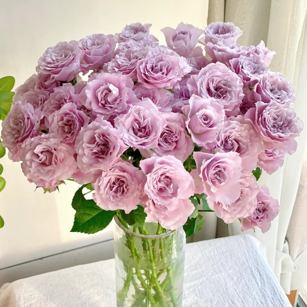 【月亮花圃】多头（仙女罗拉）玫瑰 云南鲜花基地直发