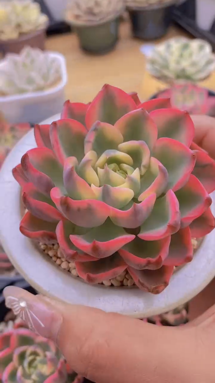 B43-雨滴锦单头带盆土发（量拍）