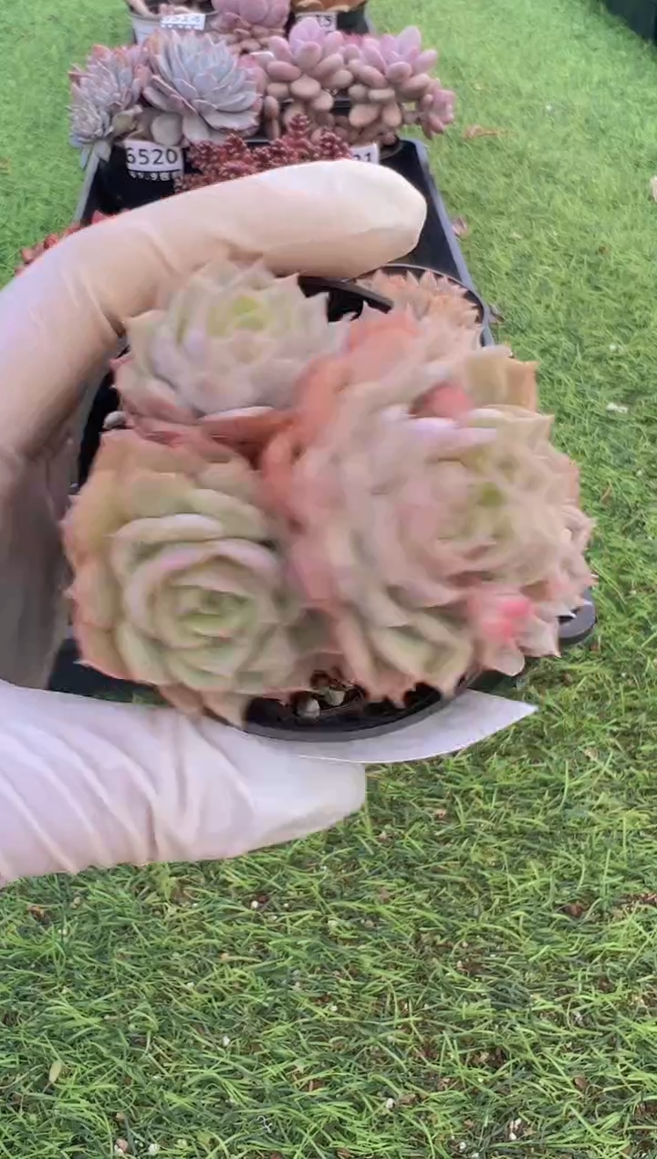 【闪购商品】信福多肉一物一拍