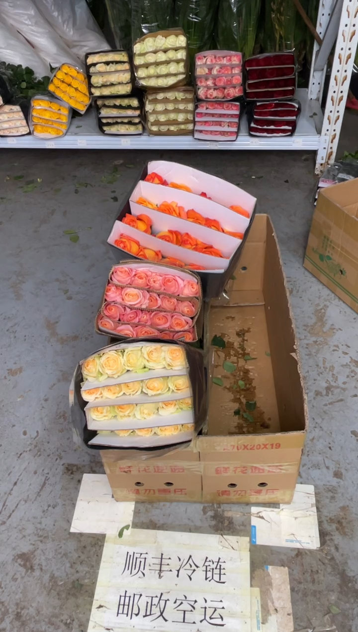 香槟20枝+国王日20枝+朱小姐20枝