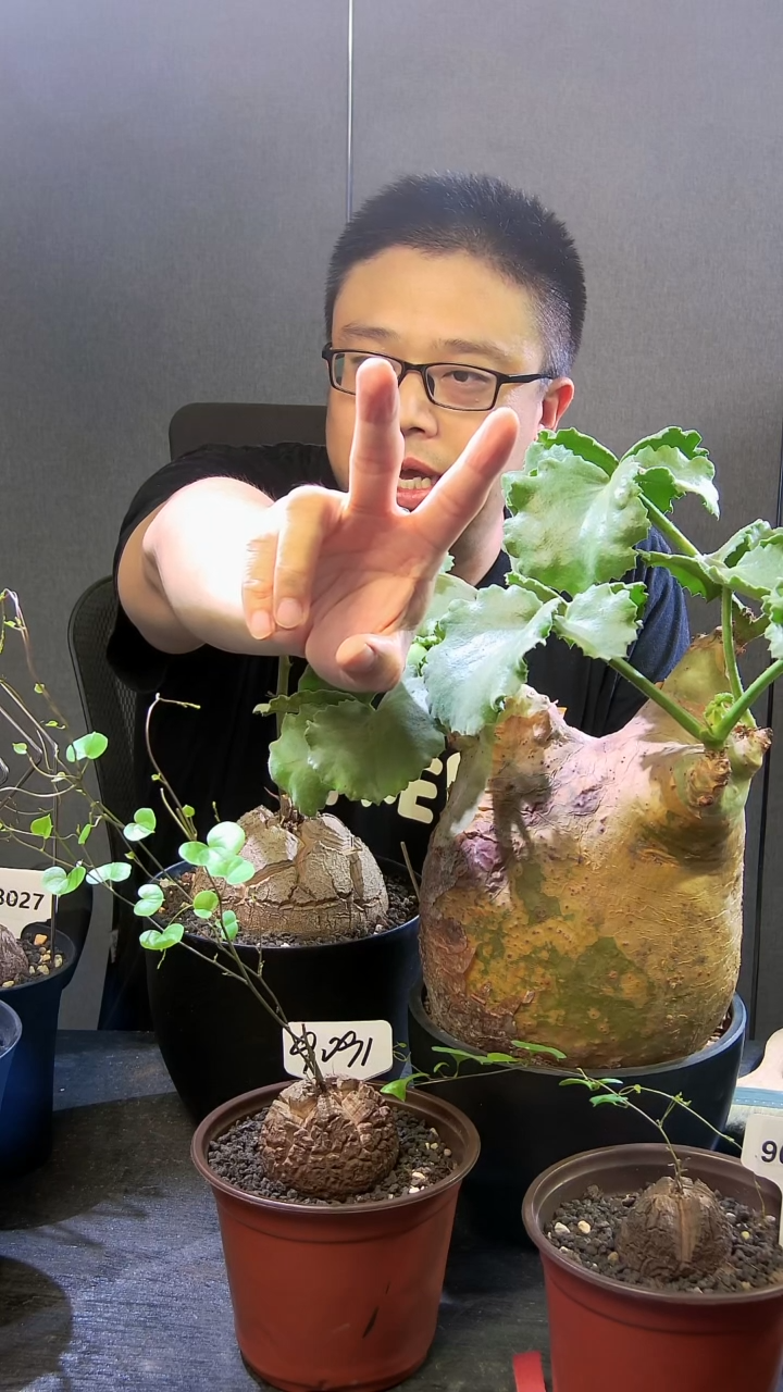 噢****！01号826龙剑丸两个