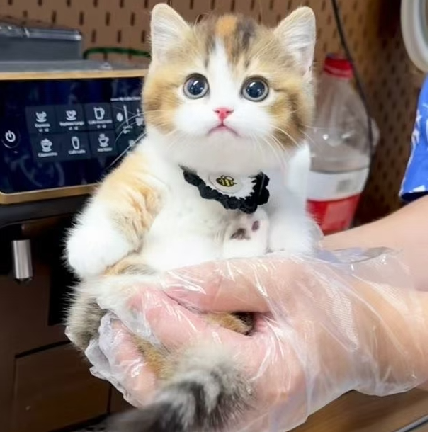 宠物活体猫咪链接金渐层布偶蓝金紫金拿破仑曼基康米努特猫猫