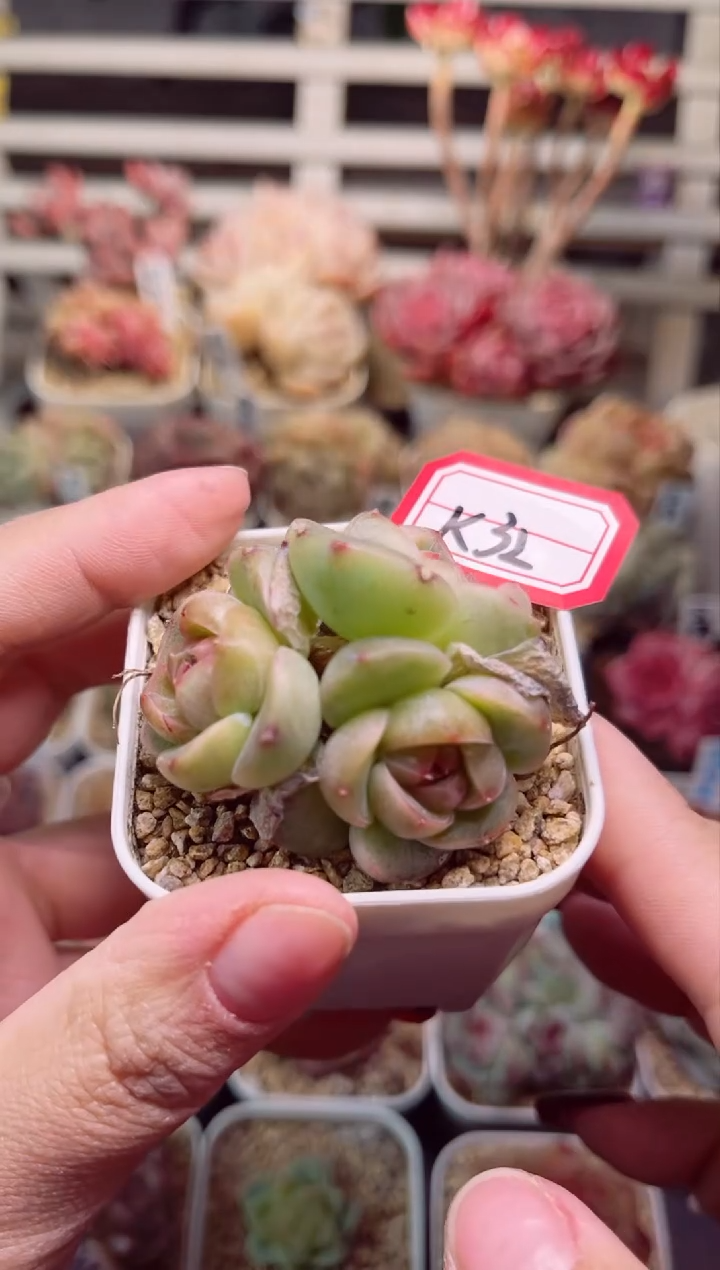 【闪购商品】K32如锦珍妮一物一拍