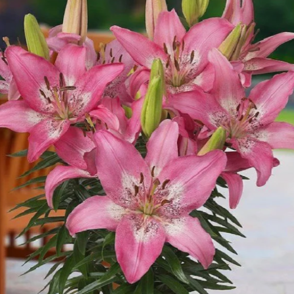 新品【时尚尼古质】14/16 亚百百合种球进口百合种球四季栽种盆地栽