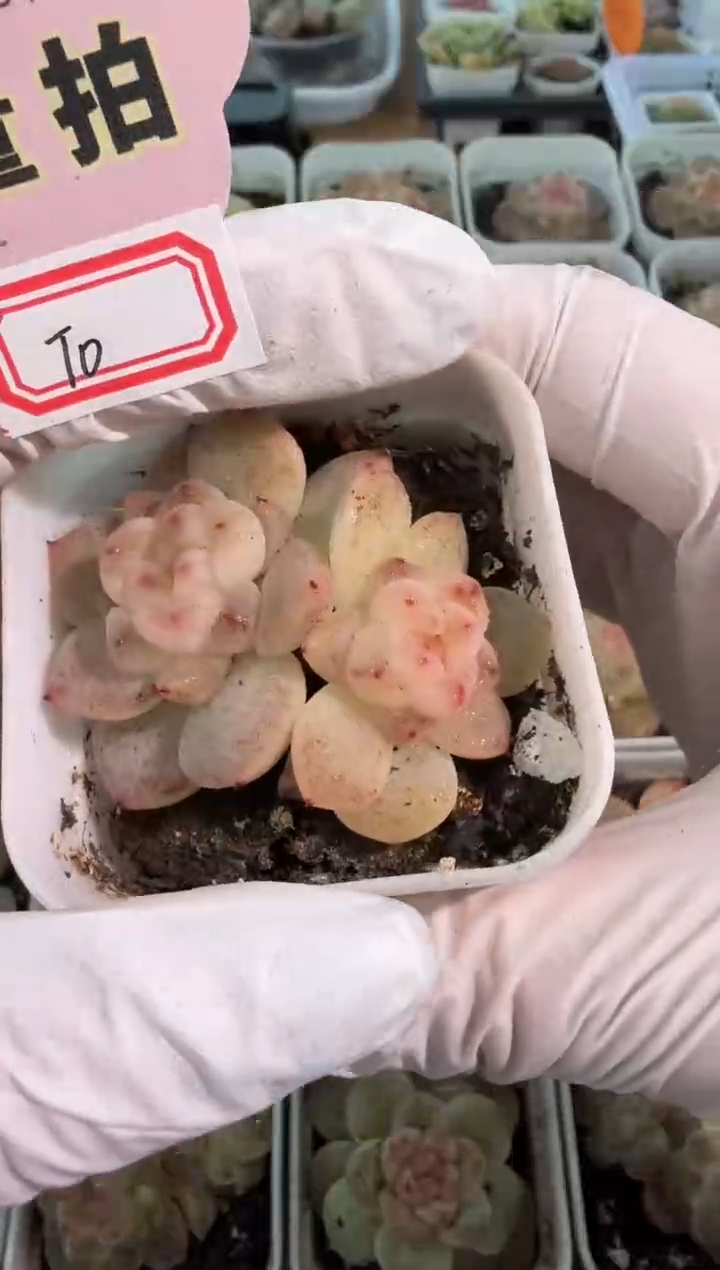 T0五方一盆 单双混 量拍混发