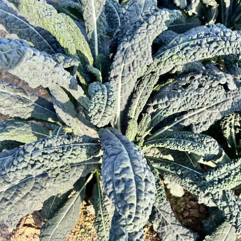 皱叶菜种子皱皮菜种子春播秋播四季蔬菜种子耐热耐寒皱叶蔬菜籽