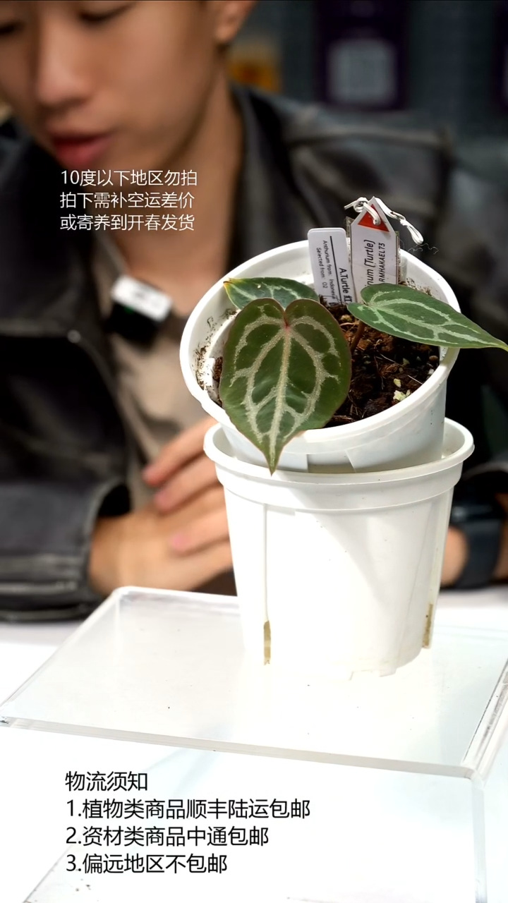 完全开放Turtle 红水晶