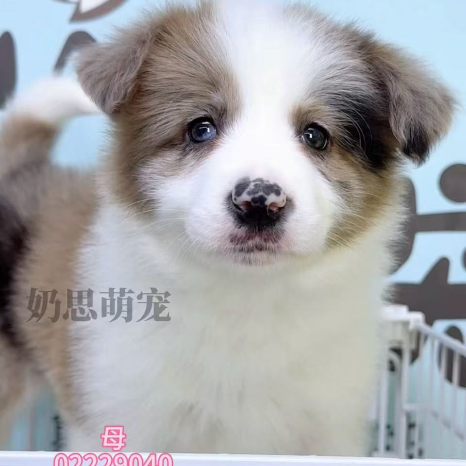 奶思家-陨石边牧母可爱妹妹02229040边境牧羊犬