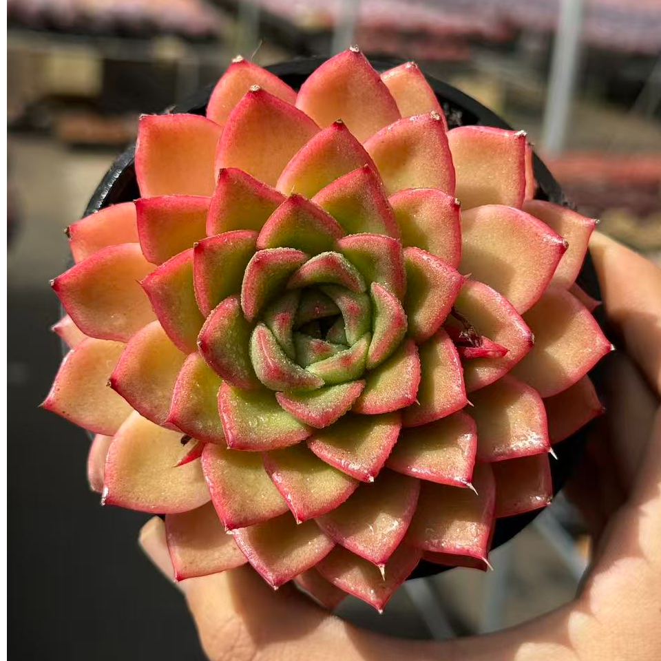 10#活力橙多肉植物    前男友精品多肉SM1150