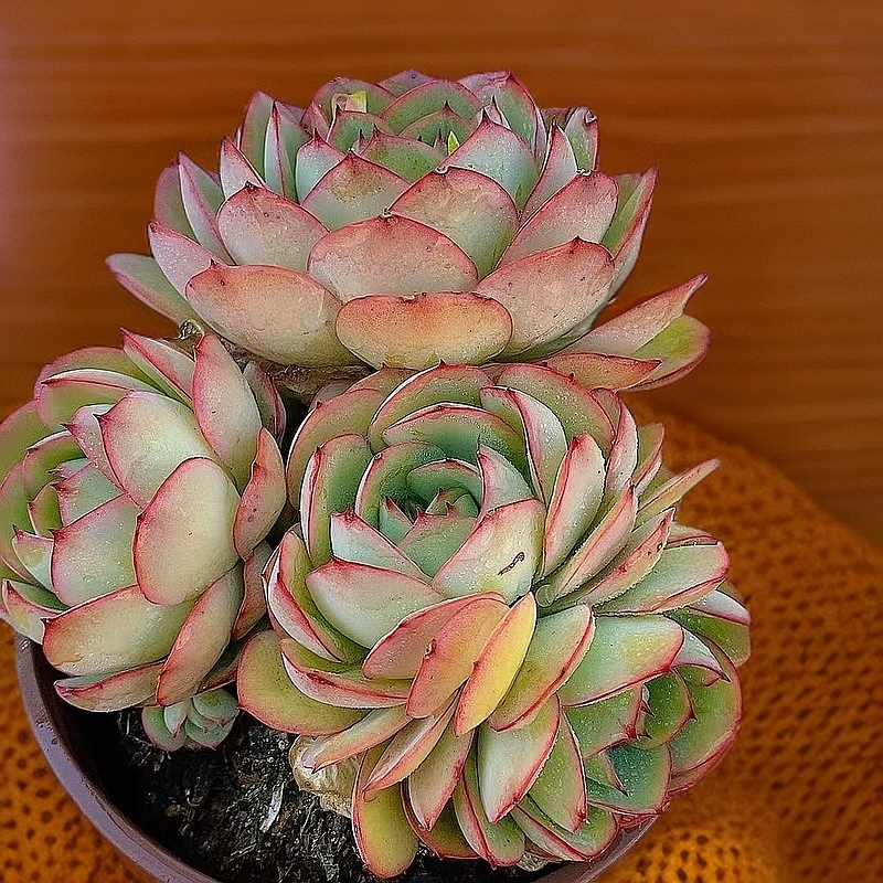 大牡丹亭多头 玫瑰多肉植物庭院美观净化空气好养护满19包邮