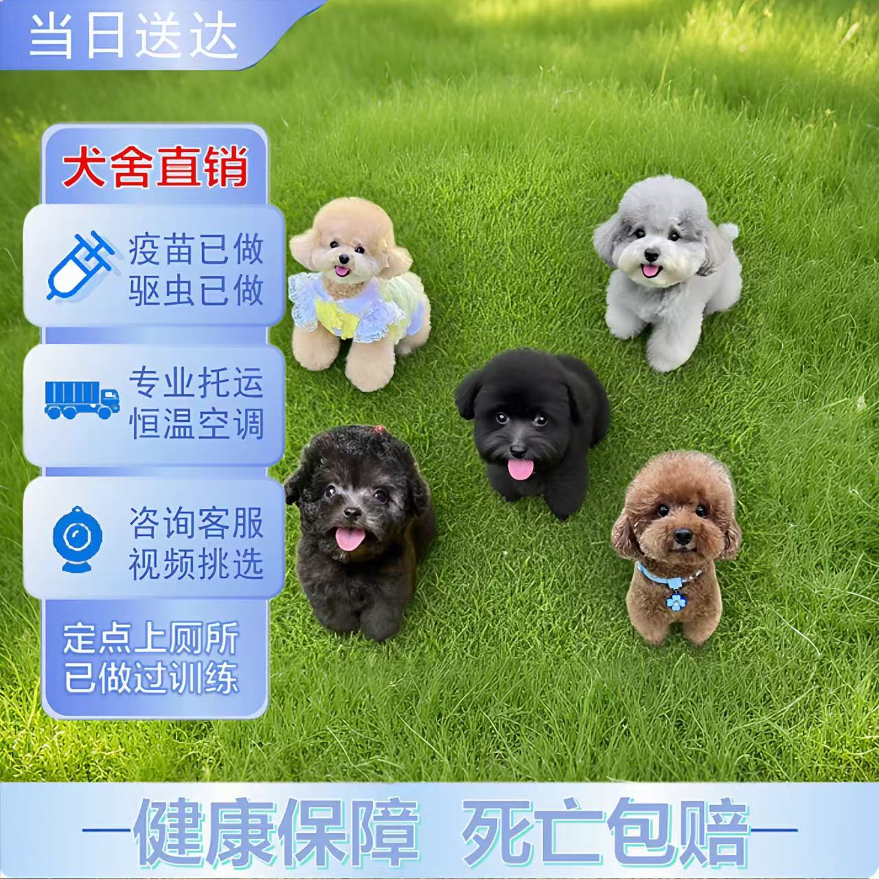 纯种泰迪幼犬灰泰迪香槟色泰迪犬茶杯体小体长不大宠物狗狗活体c