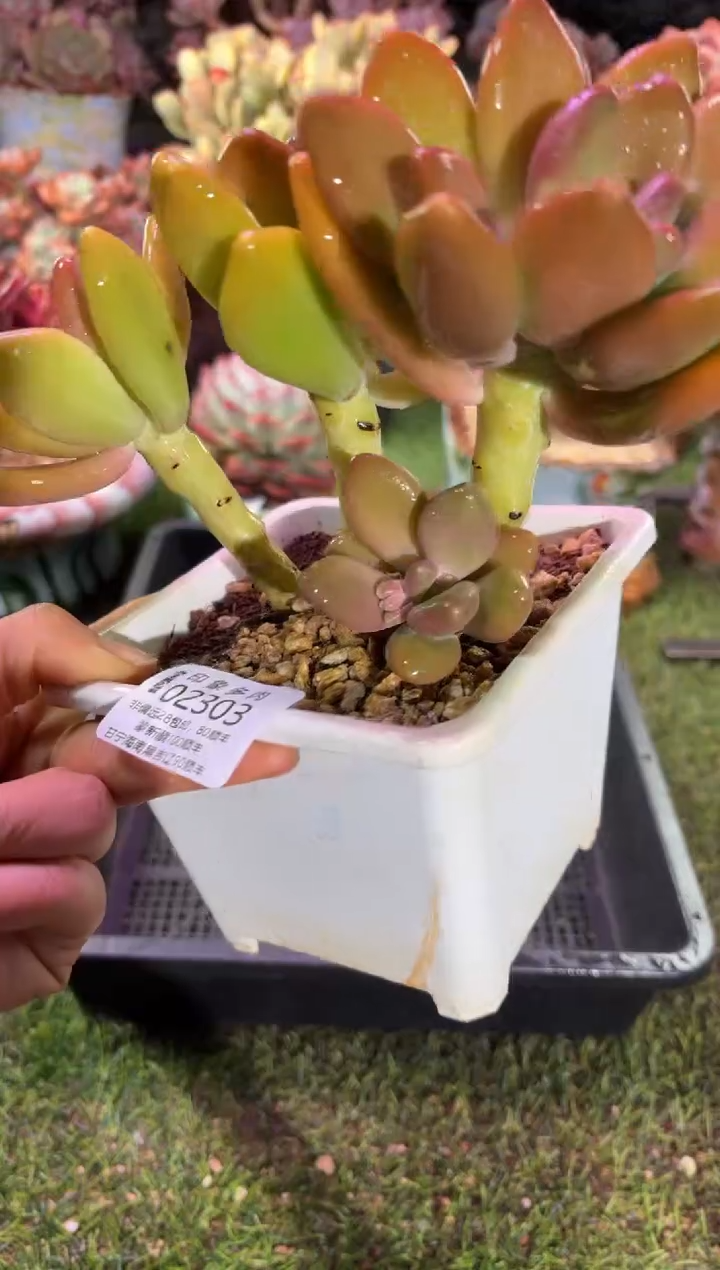 【闪购商品】02303