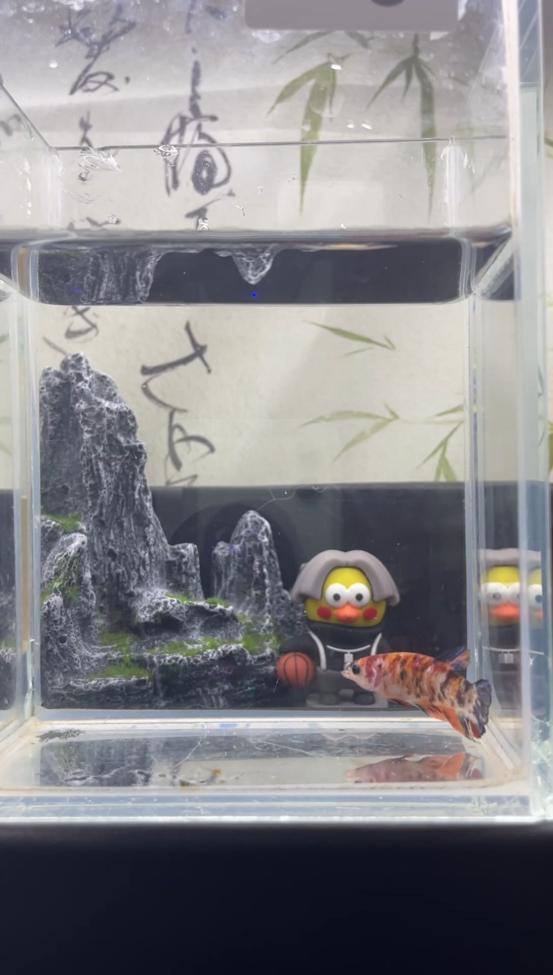 斗鱼泰国精品斗鱼 A6母鱼