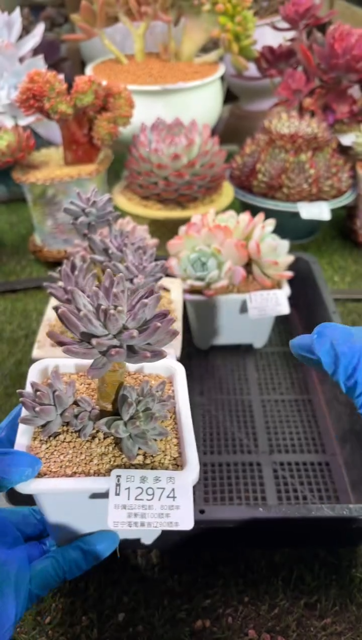 【闪购商品】12974