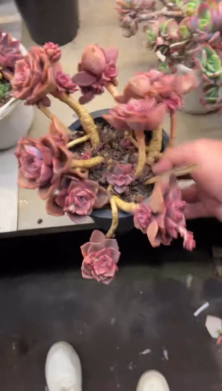 【闪购商品】167琉璃盏