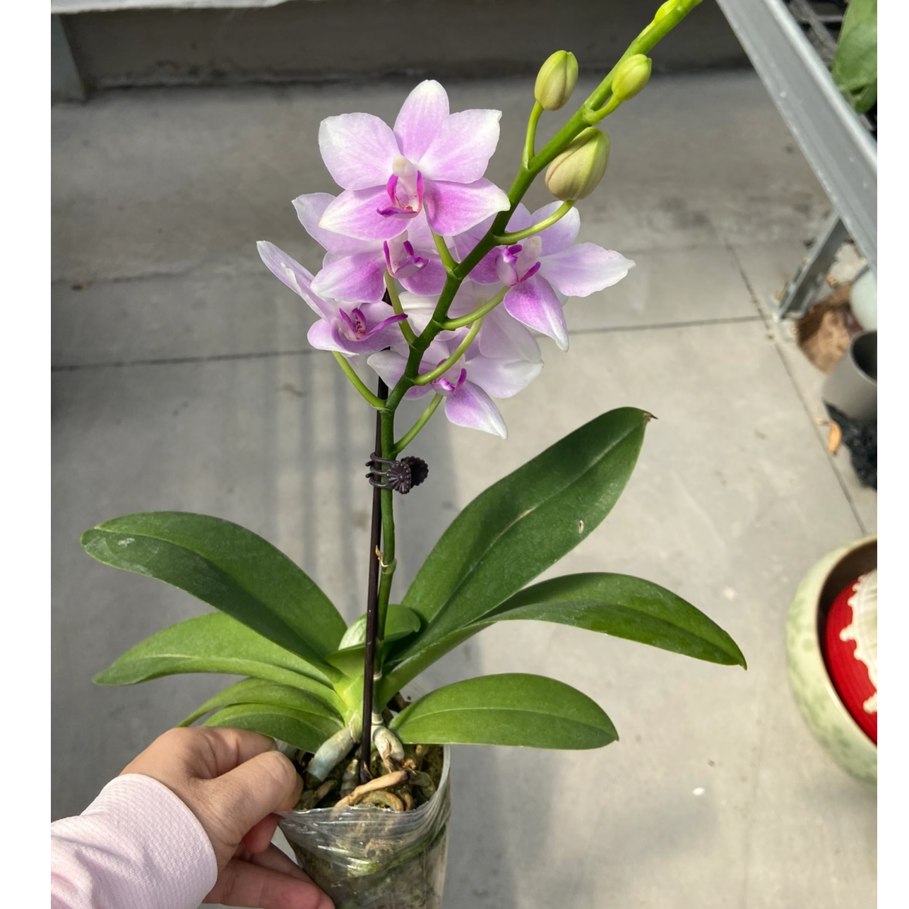 蝴蝶兰3.0【紫水晶一枝花】带花带花苞秋冬客厅室内花卉好养活
