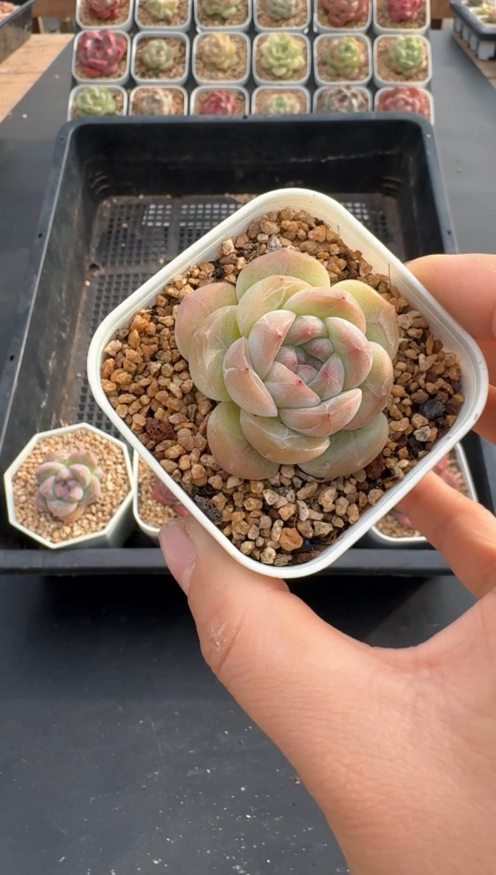 【闪购商品】554C物拍多肉带盆土6.5杯拍3颗包柚