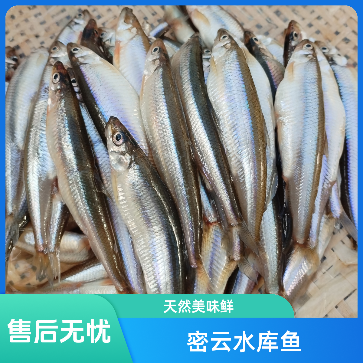 密云水库小公鱼自然生长的淡水水库鱼 无磷 做法简单