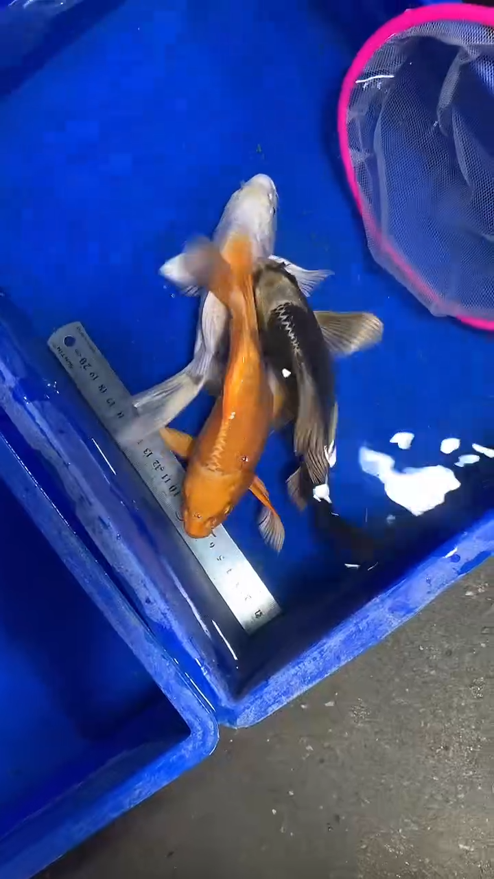 蝴蝶鲤鱼蝴蝶鲤直播选鱼专用链接 凭开箱视频售后