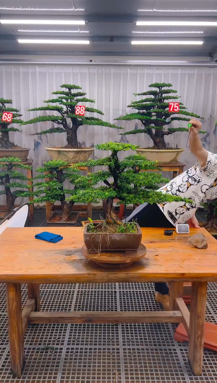 无花朵嗅*风精品盆景直播间一物一拍