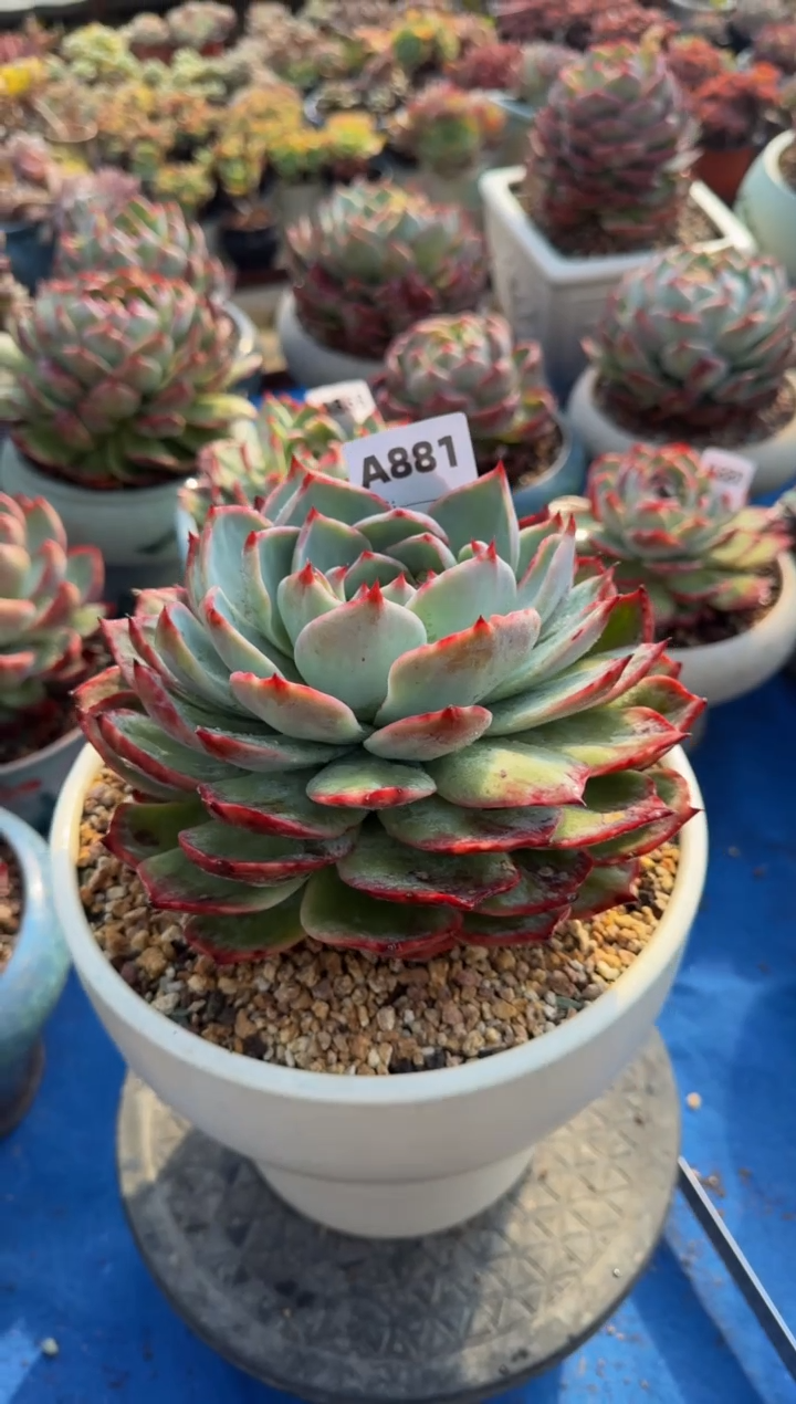 【闪购商品】A881惊鸿仙子（裸根发货）（不包整）