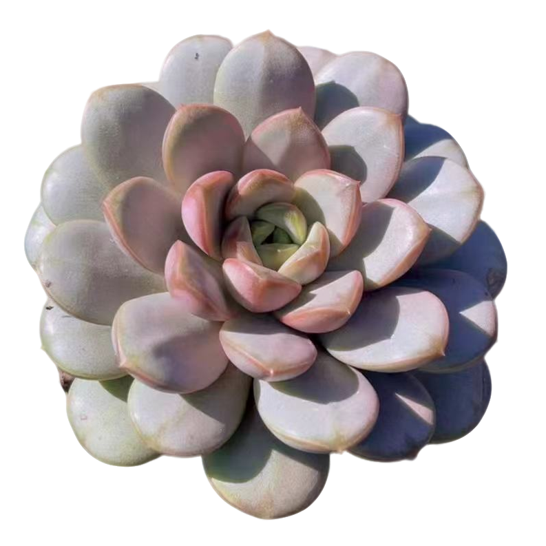 小星崽 单头葡萄多肉【满19包邮】