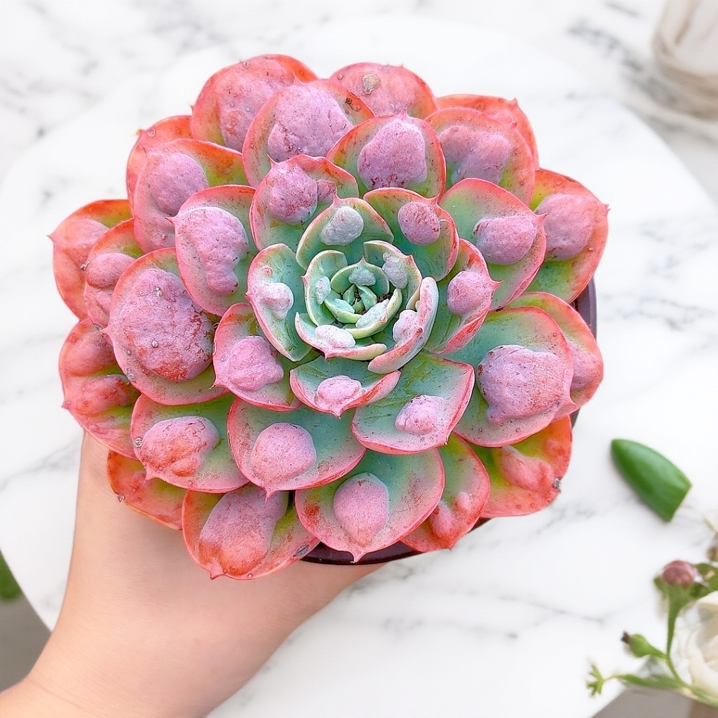 宝塔雨滴  带盆土发货  新手好养多肉植物