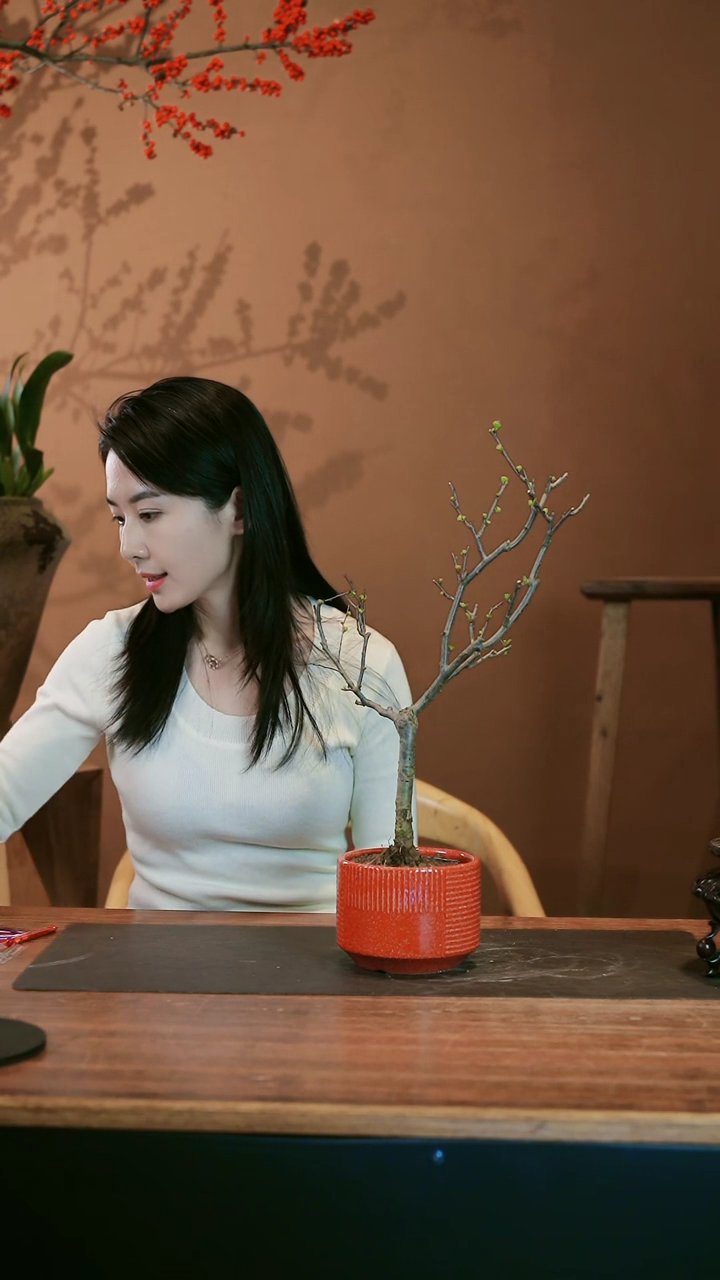 【闪购商品】盆景海棠花