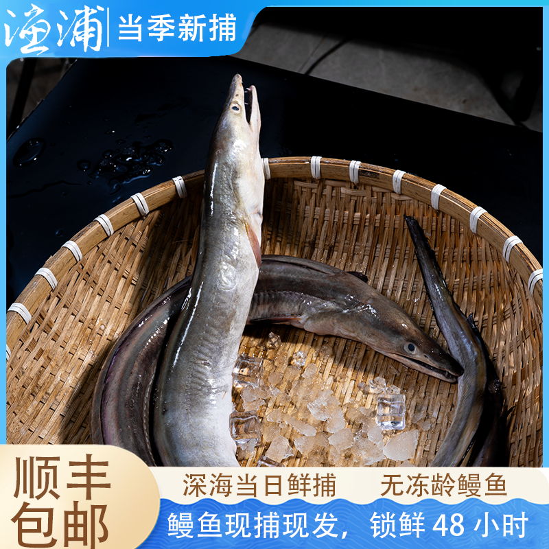 【小李专属狗鳗】石浦海捕鳗鱼 顺丰直达码头直发 蒸着吃超级香