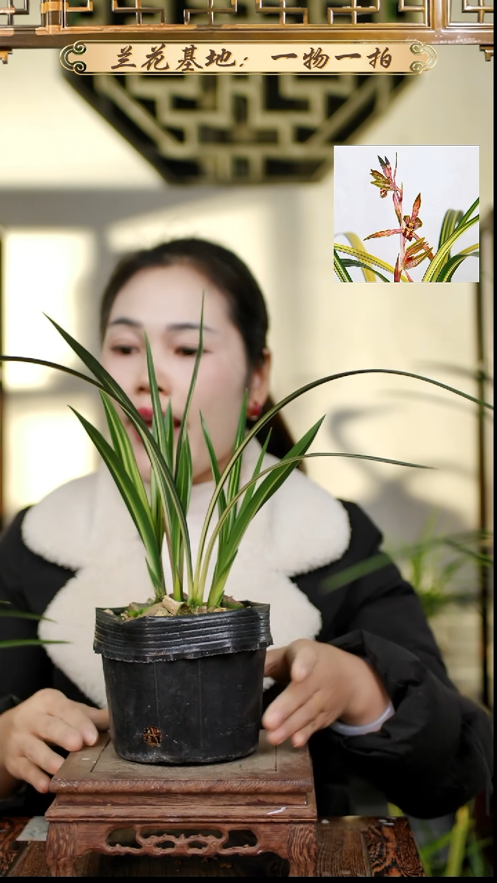 完全开放兰阳之松