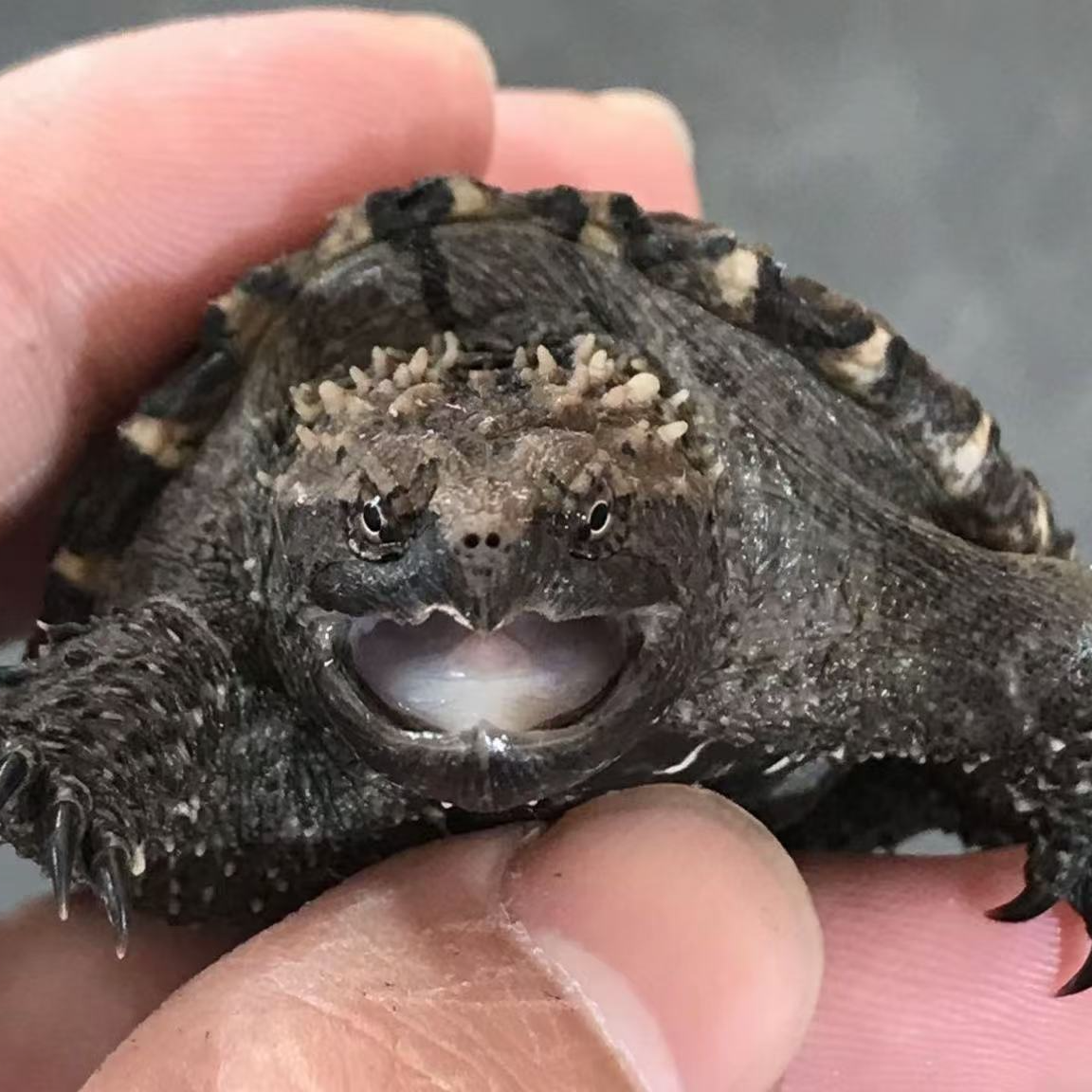 宠物宠物食品及用品水族世界观赏龟鳖