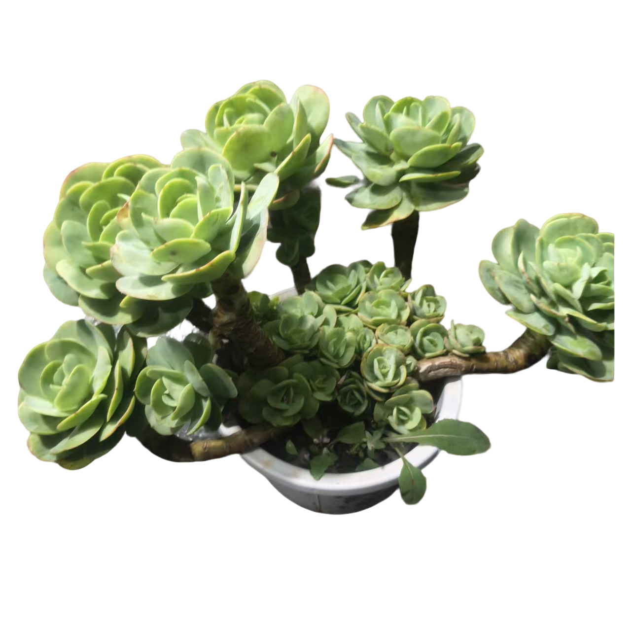 精品多肉 多头碧桃