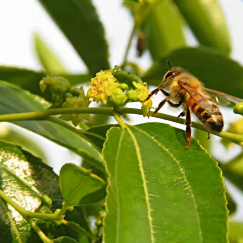 孙家坡天然成熟蜂蜜不掺假农家原蜜枣花蜜2025新蜂蜜过滤500g