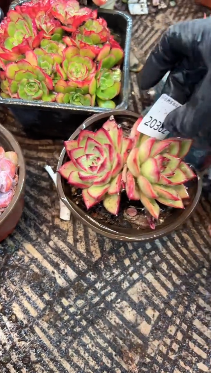 心*?多肉植物一物一拍20362