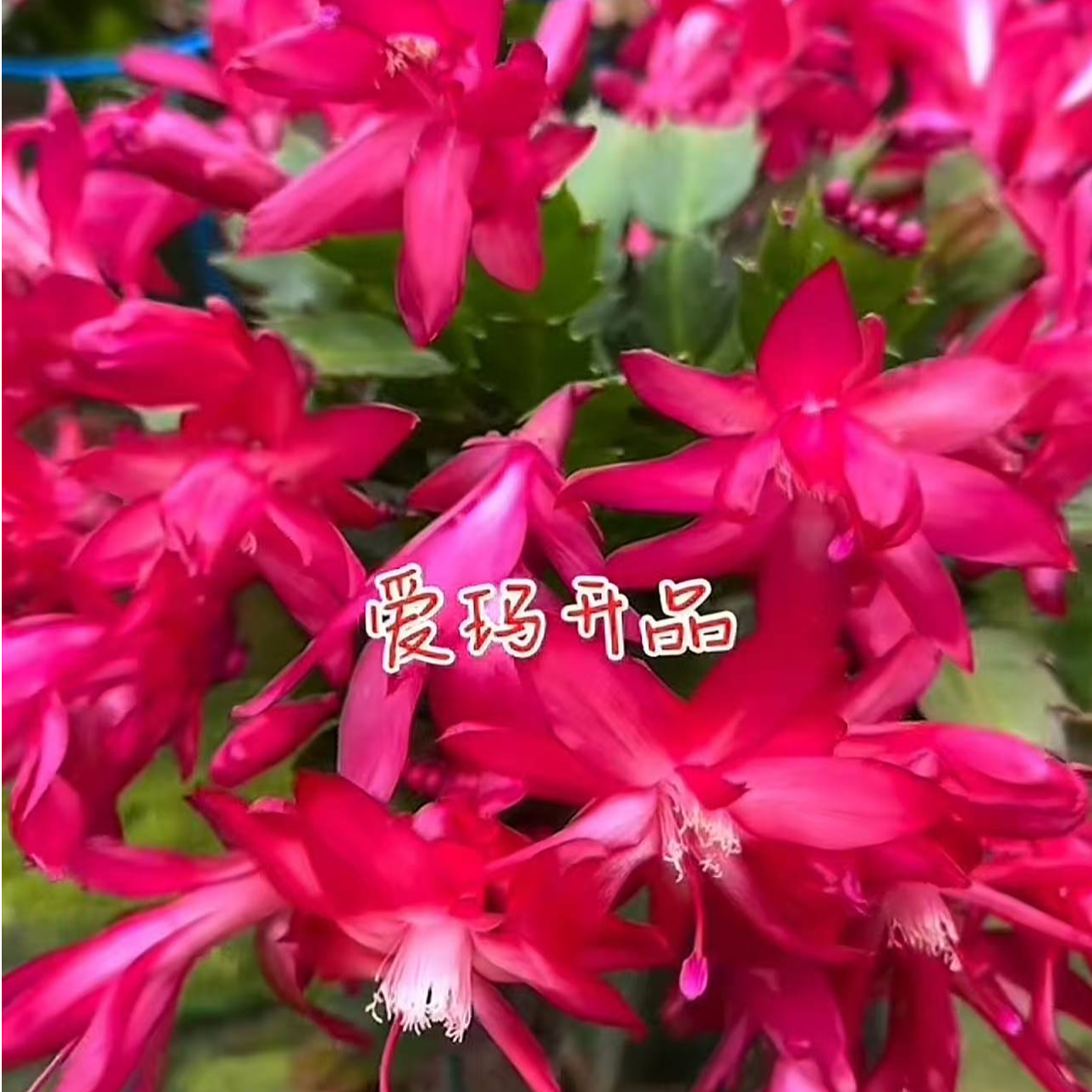 【新品小杯】爱玛红蟹爪兰（红的发紫）绿植盆栽重瓣带花苞发货室内