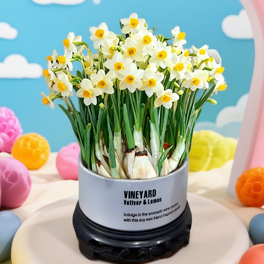 水仙花 正宗漳州水仙  带简约白陶瓷盆