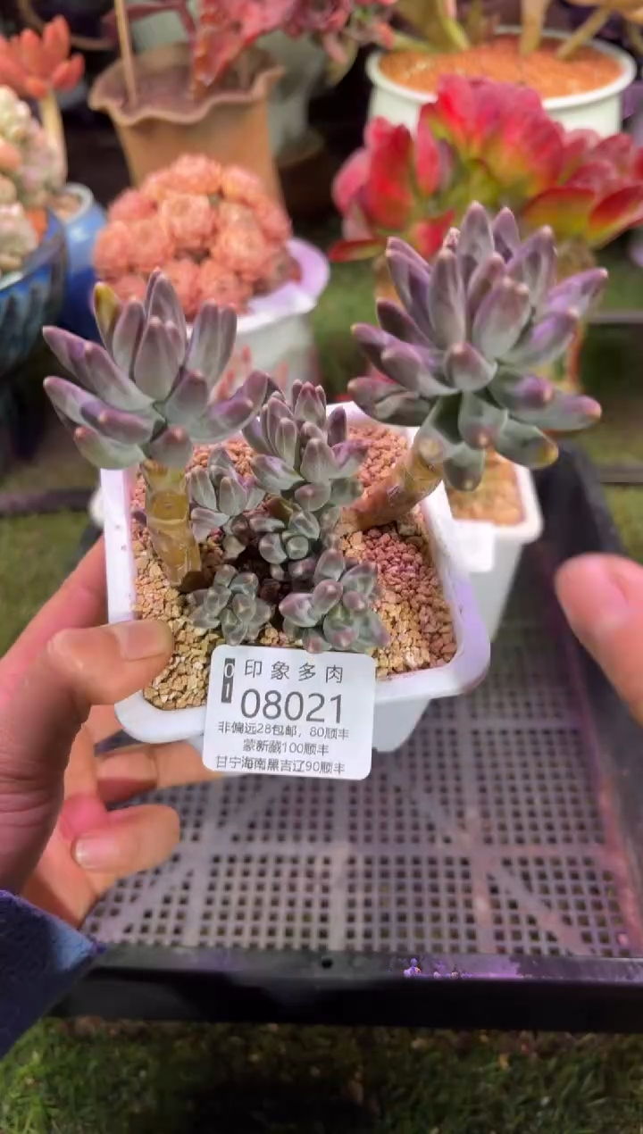 【闪购商品】08021