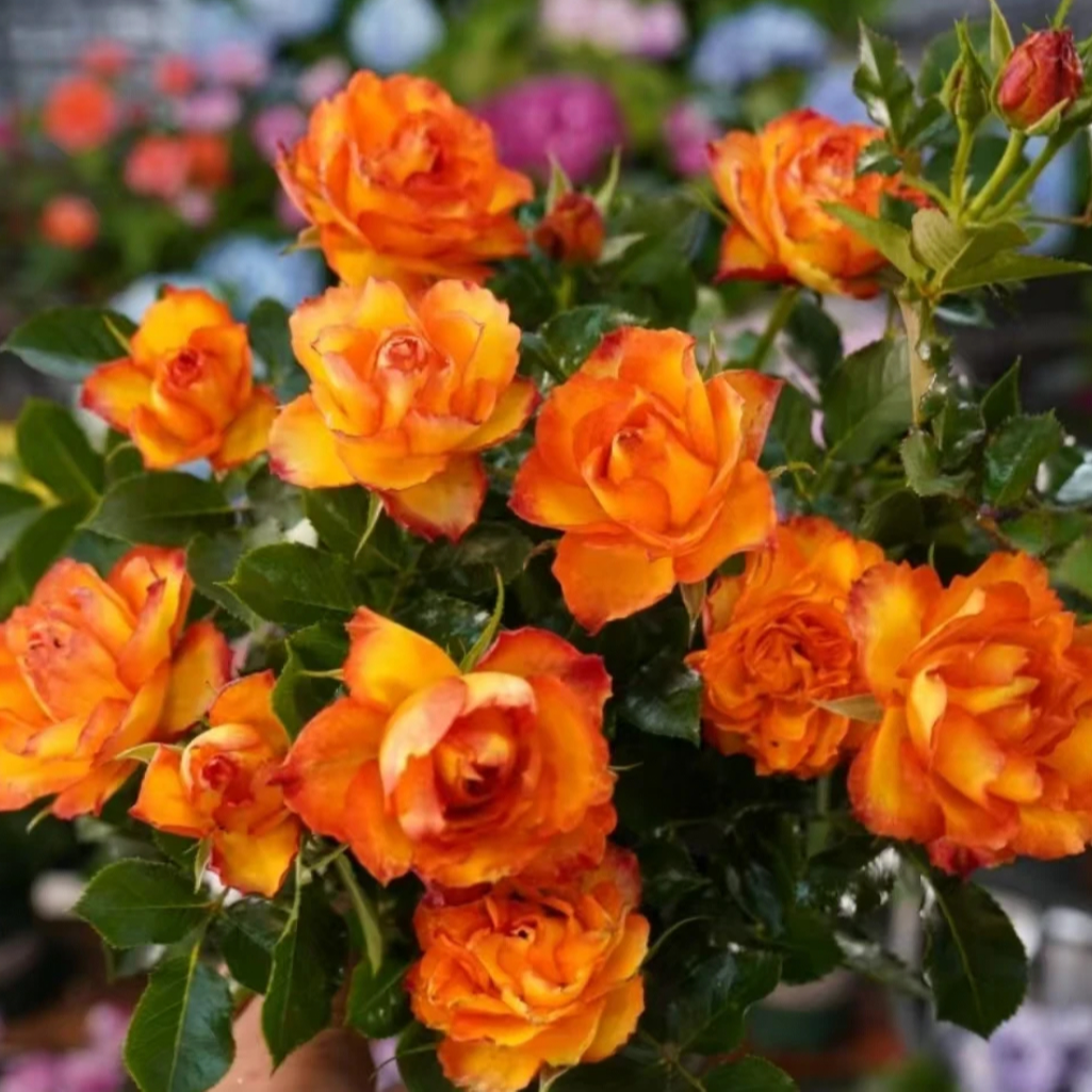 【火焰】欧洲玫瑰月季盆栽带花苞多季开花花卉