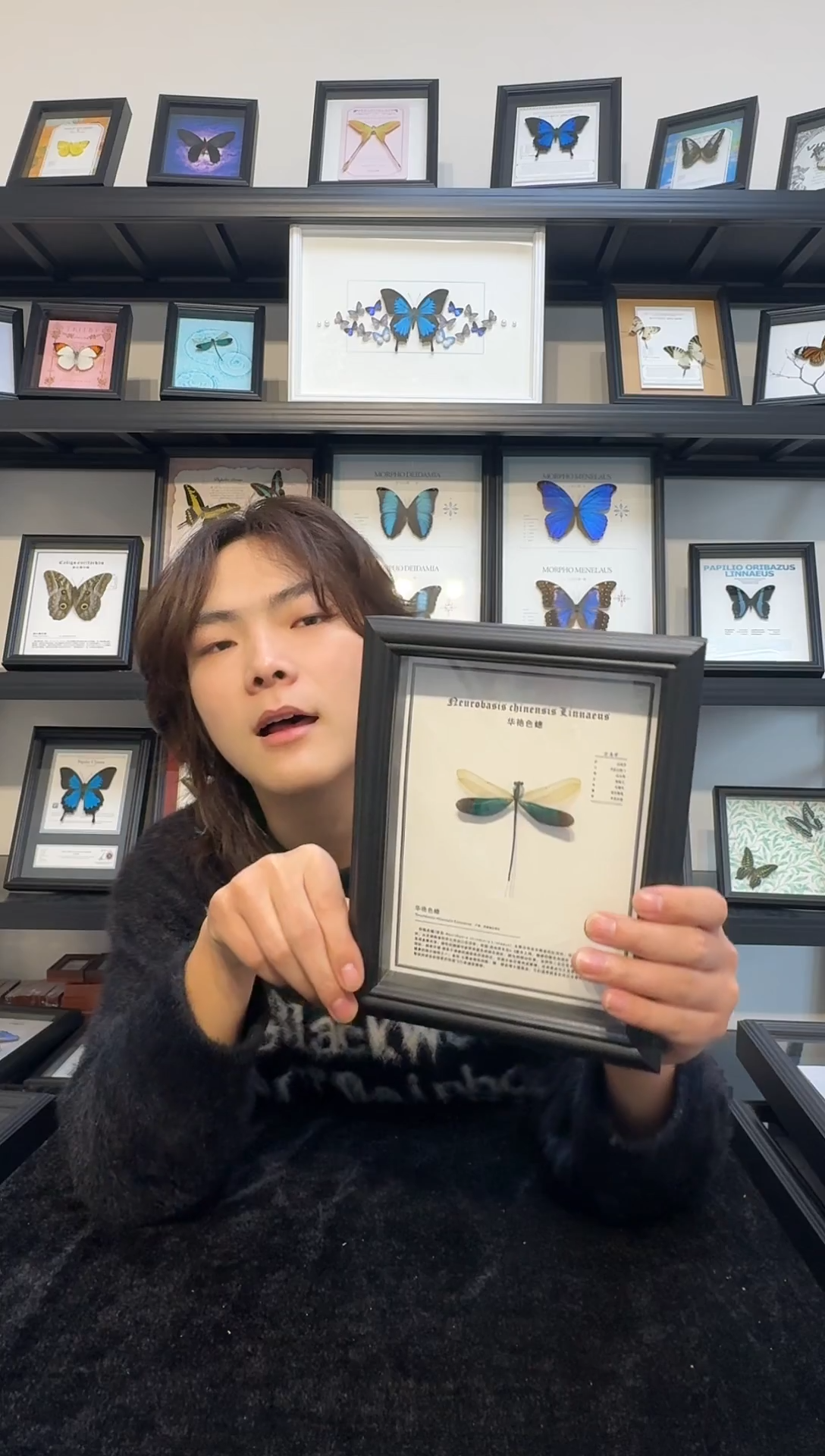 陶瓷真实蝴蝶标本