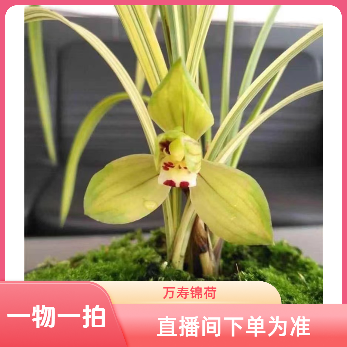 小黄车一物一拍兰花10-100 直播间下单为准