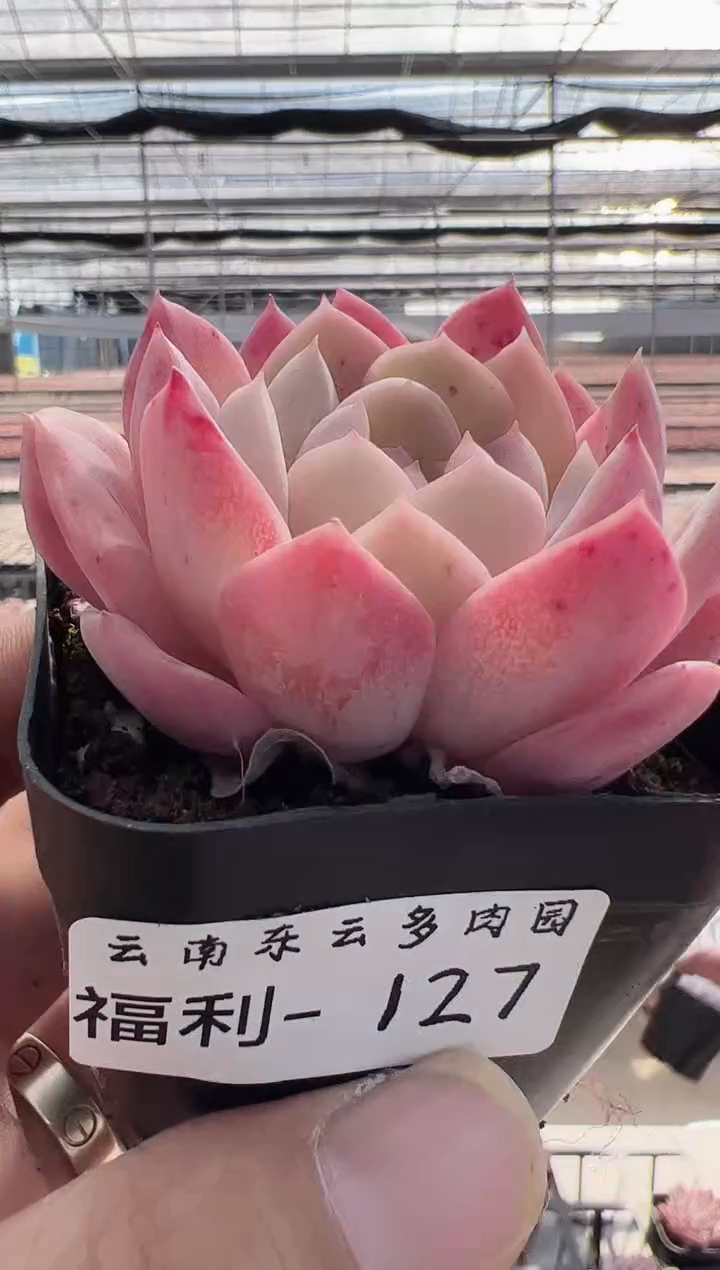 【闪购商品】福利款多肉-127